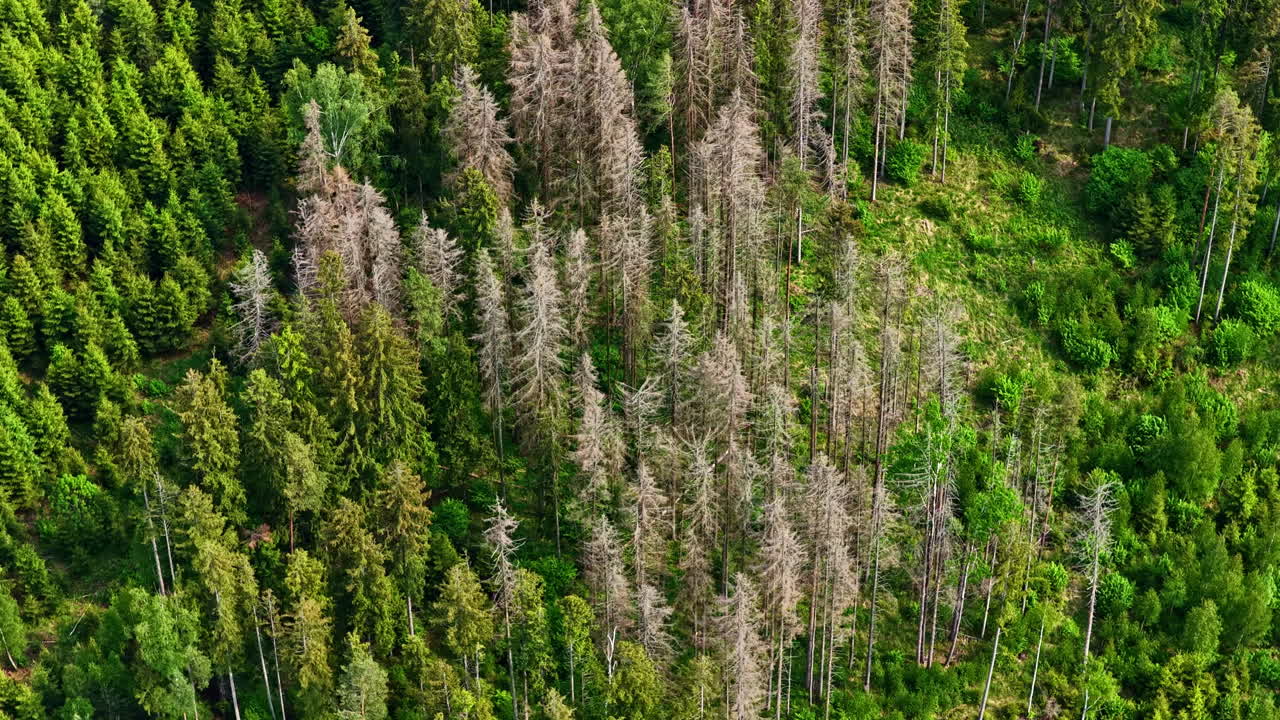 Cluster of dead and healthy trees in dense forest landscape seen from aerial perspective