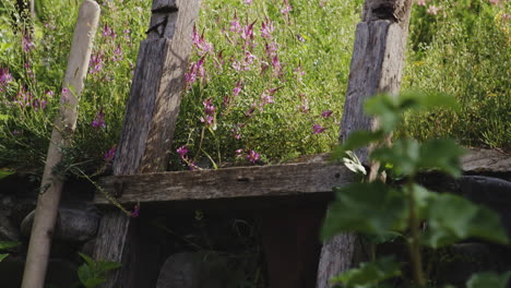 old falling wooden fence posts in flowering spring garden with heather