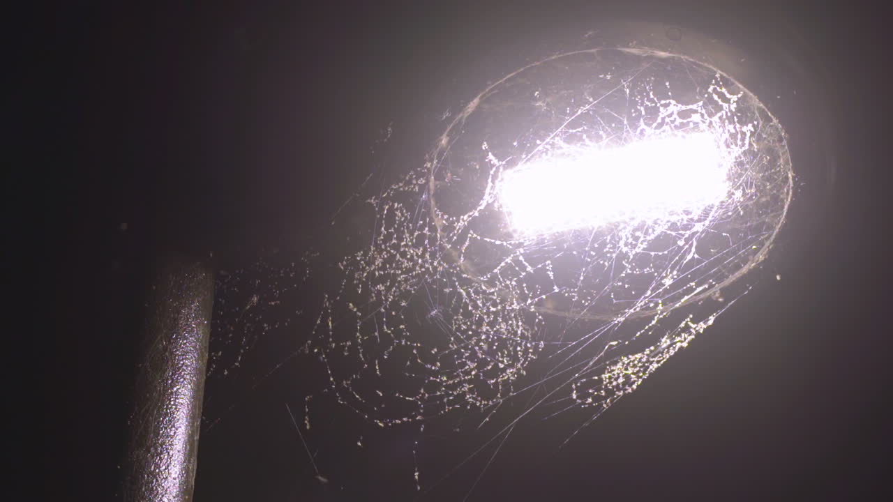 소름끼치는 거미줄과 벌레로 뒤덮인 가로등 기둥의 정적 샷