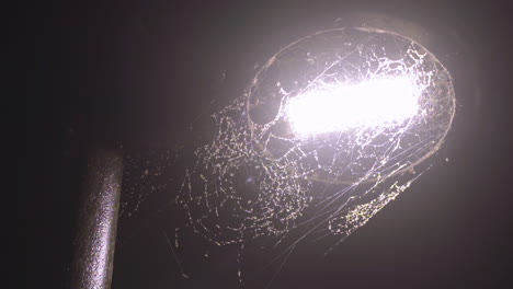 toma estática de un poste de luz cubierto de espeluznantes telarañas y bichos