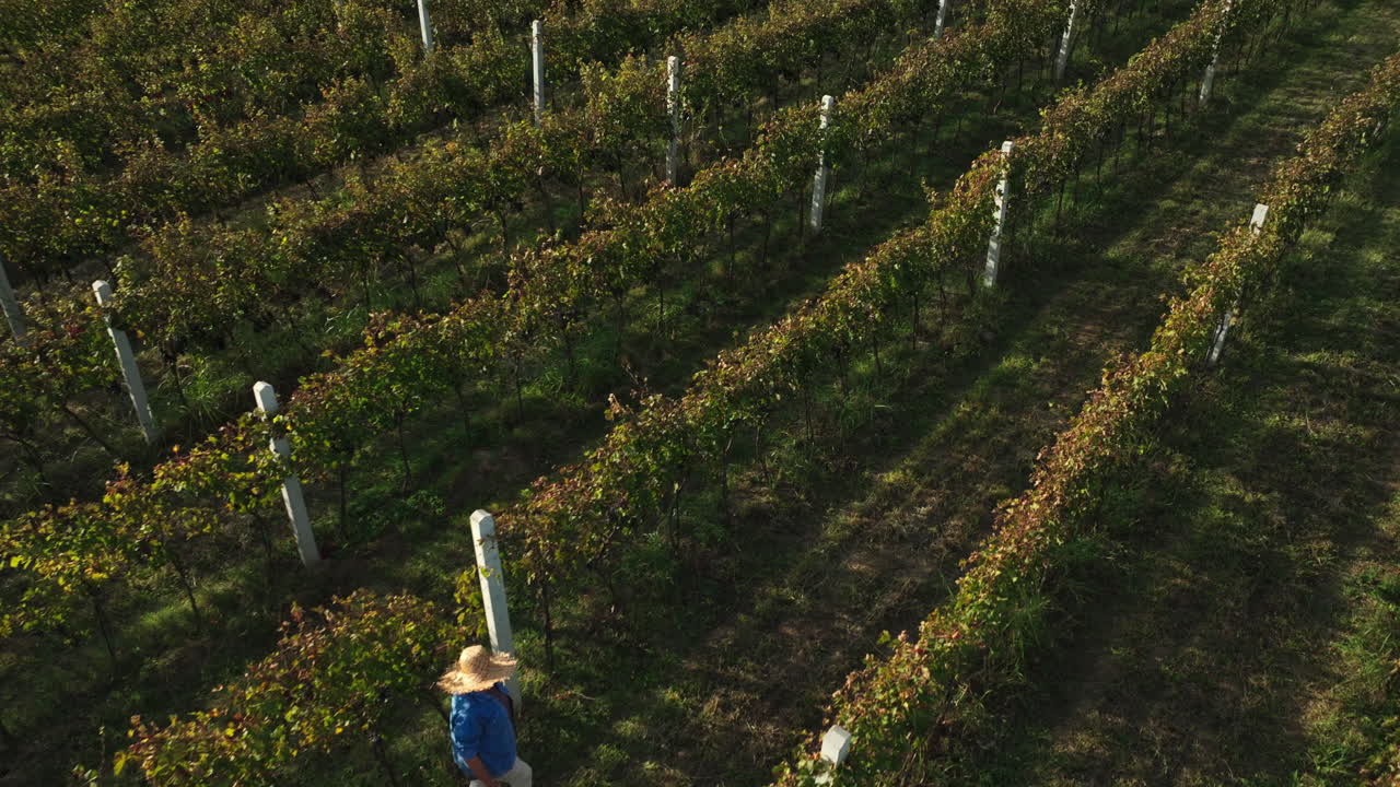 People in vineyard rows