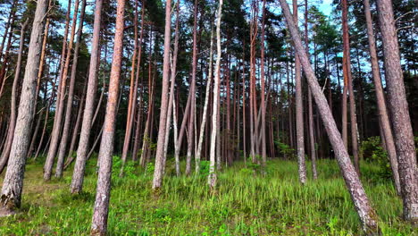 Statische-Aufnahme-In-Einem-Wald-Mit-Hohen,-Dünnen-Bäumen-Und-Einer-Grünen-Graswiese,-Natur-Im-Freien