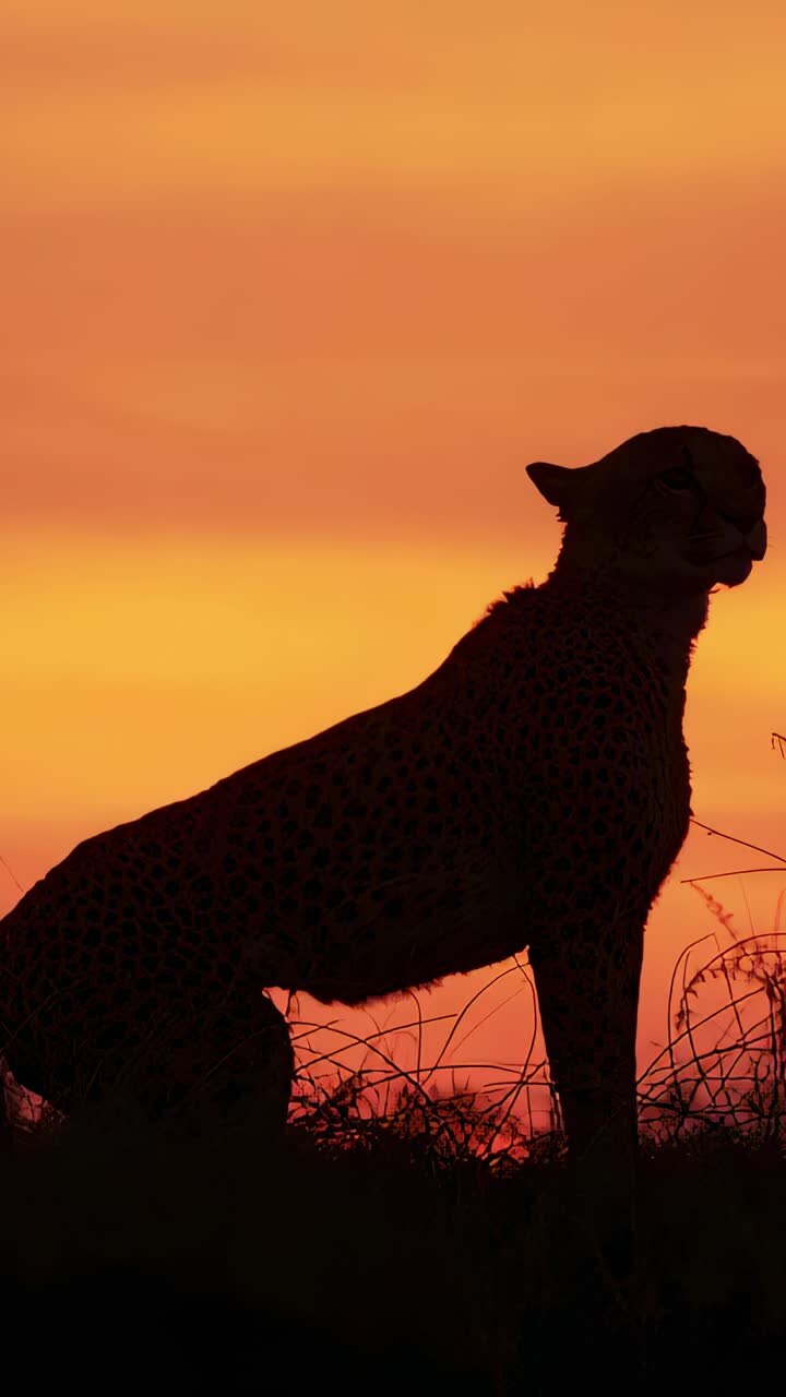 Vertical video: Sitting cheetah silhouette turning head on mound at sunset, scanning sky and stems