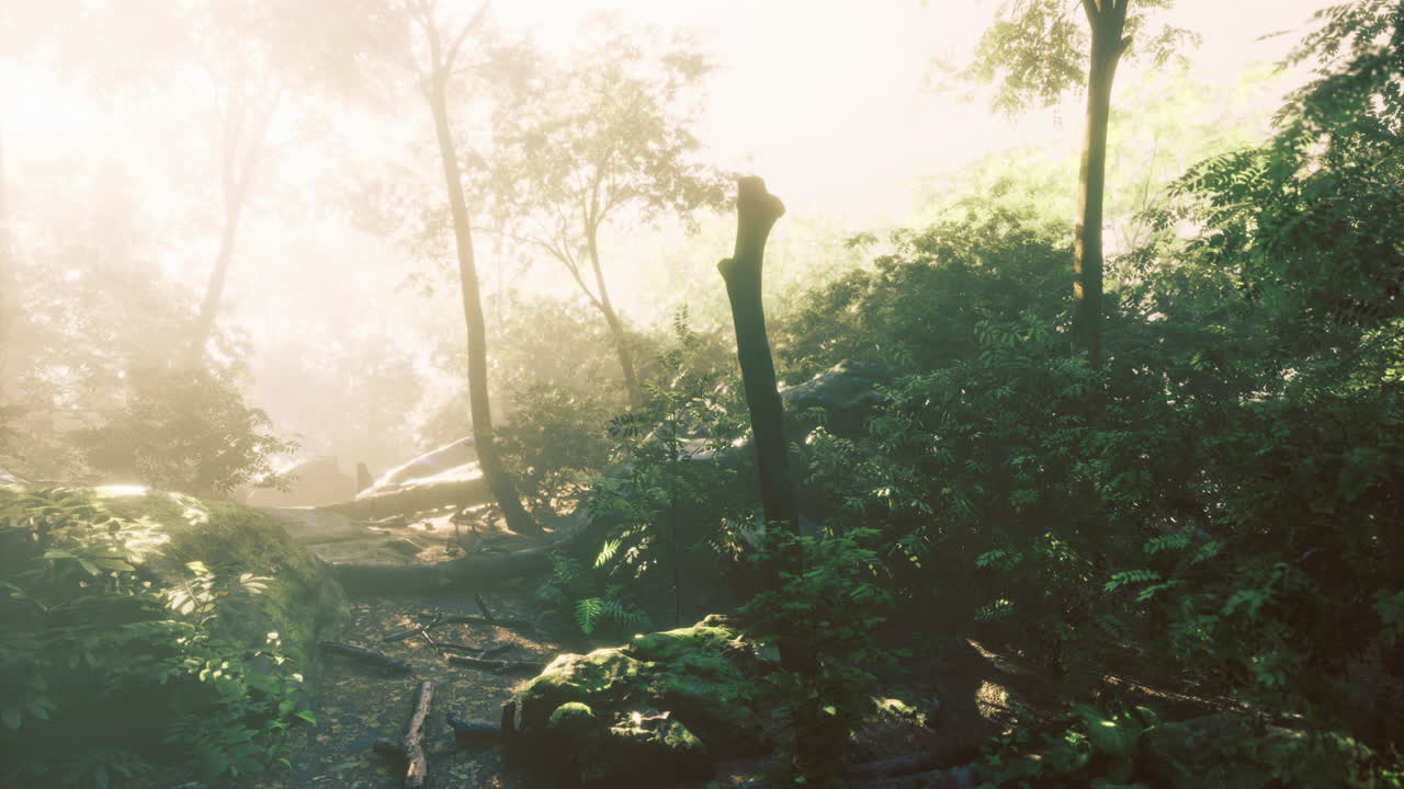 Exploring the serene beauty of a sunlit forest in early morning mist
