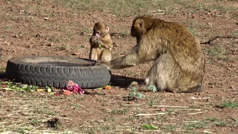 barbary macaque baby with his mother looking for food in the garbage