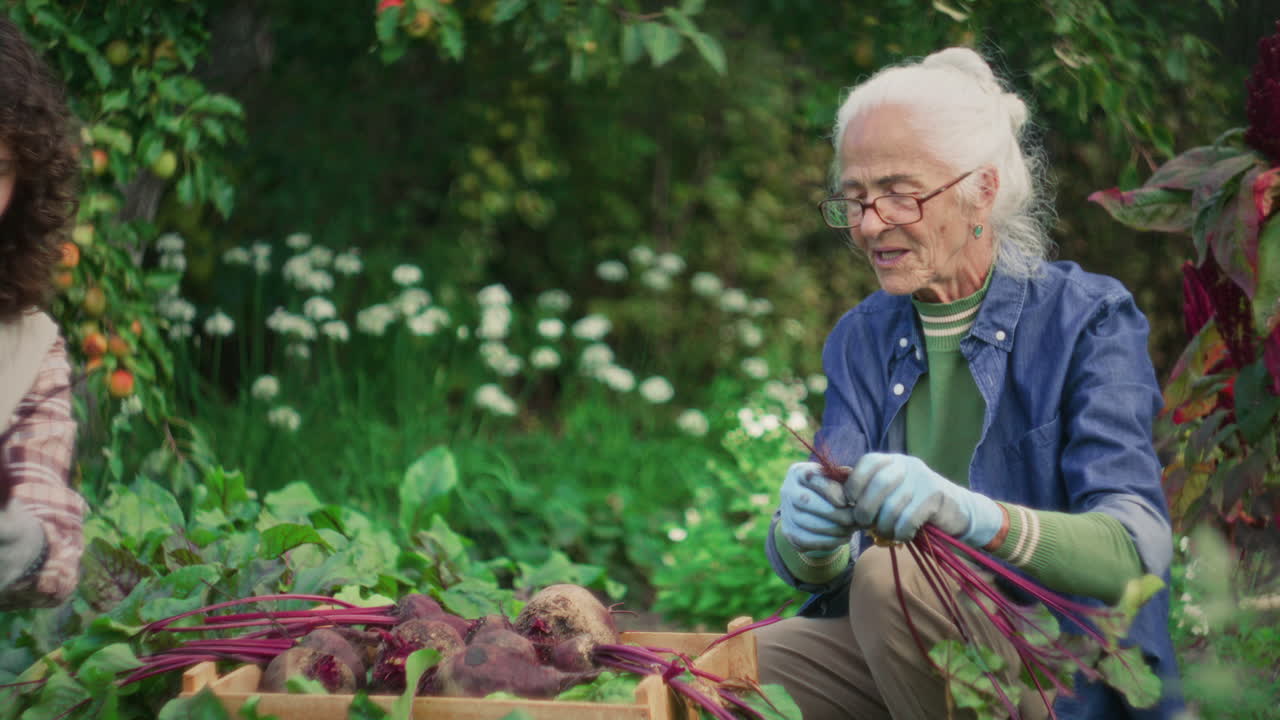 Elderly Woman and Granddaughter Harvesting Beetroots Together in Garden