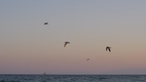 Abendszene-Mit-Möwen,-Die-über-Das-Meer-Fliegen