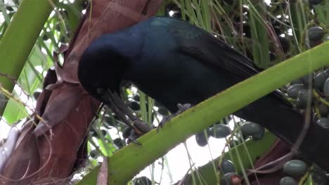 Un-Pájaro-Grackle-Se-Alimenta-De-Un-árbol-Frutal-De-Palmera