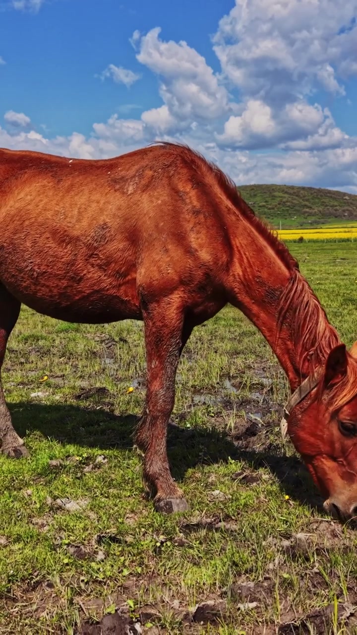 Horse grazing in a green field under a blue sky with clouds