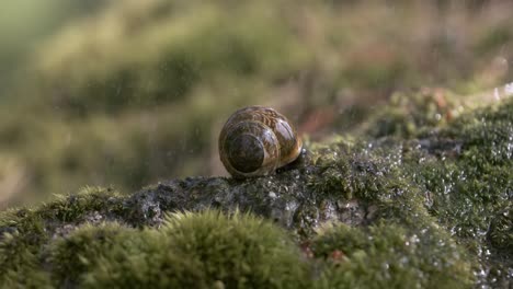 close-up wildlife of a snail in heavy rain in the forest. shot on super slow motion camera 1000 fps.