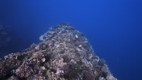 camera travels above a tropical coral reef in clear blue water