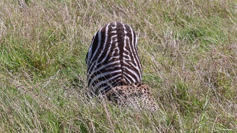 los guepardos se alimentan de sus presas en la reserva nacional de maasai mara en kenia