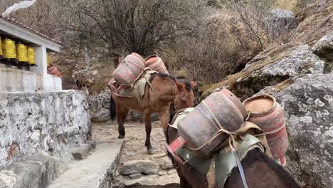 a mule train in the himalaya mountains of nepal