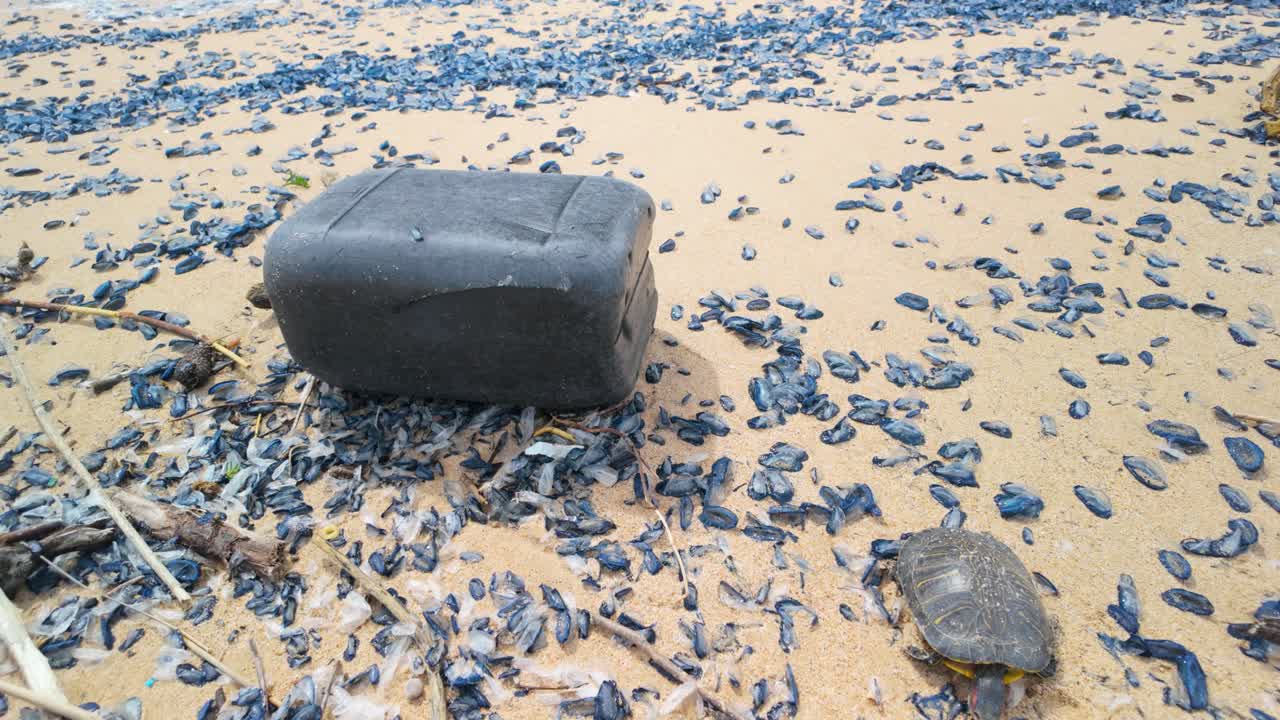 Dead sea turtle lying motionless near discarded plastic container, highlighting devastating marine pollution and environmental degradation on contaminated coastal landscape