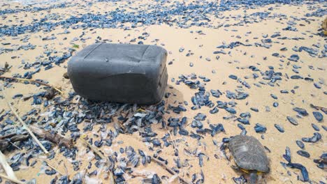 dead sea turtle lying motionless near discarded plastic container, highlighting devastating marine pollution and environmental degradation on contaminated coastal landscape