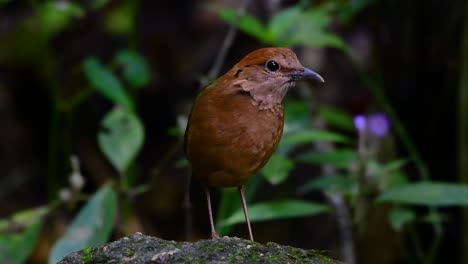 La-Pitta-De-Nuca-Oxidada-Es-Un-Ave-Confiada-Que-Se-Encuentra-En-Hábitats-De-Bosques-Montañosos-De-Gran-Altura,-Hay-Muchos-Lugares-En-Tailandia-Para-Encontrar-Esta-Ave