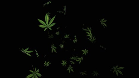 falling cannabis leaves