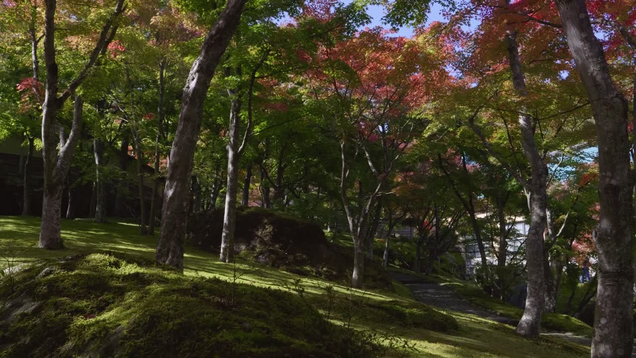 Beautiful Japanese landscape garden covered in moss during fall color season