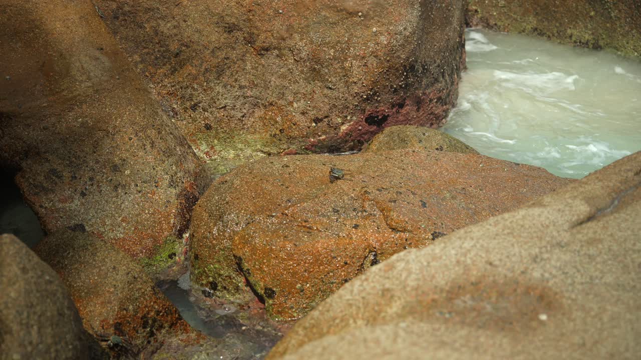 Un granchio filmato in primo piano su una roccia in riva al mare.