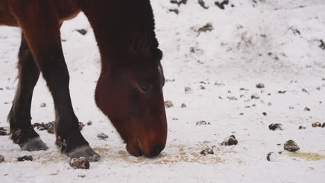 El-Caballo-Doméstico-Busca-Hierba-Bajo-Una-Capa-De-Nieve-Blanca.