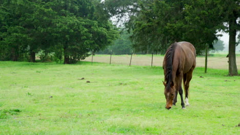 esta es una toma amplia de un caballo marrón comiendo hierba en un rancho