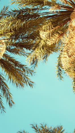 palm trees against a blue sky