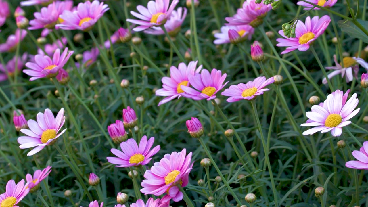 Bidikan close-up statis bunga daisy marguerite merah muda cerah yang mekar di taman yang rimbun.