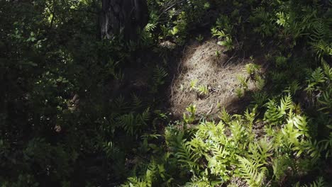 ground ferns, new zealand forest floor, 4k