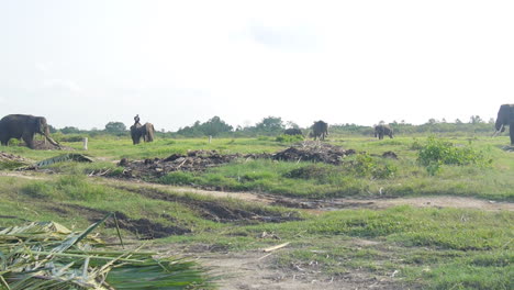 wide shot, mahout rides sumatran elephant into the distance at indonesia sanctuary