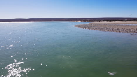 voo de drone passando por bando de andorinhas-do-mar em banco de areia no estuário, um voa junto