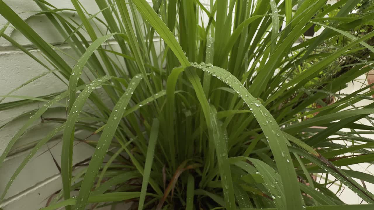 Wide angles shot of a lush and vibrant lemon grass plant, its long, slender blades a bright green hue. The plant is adorned with numerous raindrops, which cling to the leaves