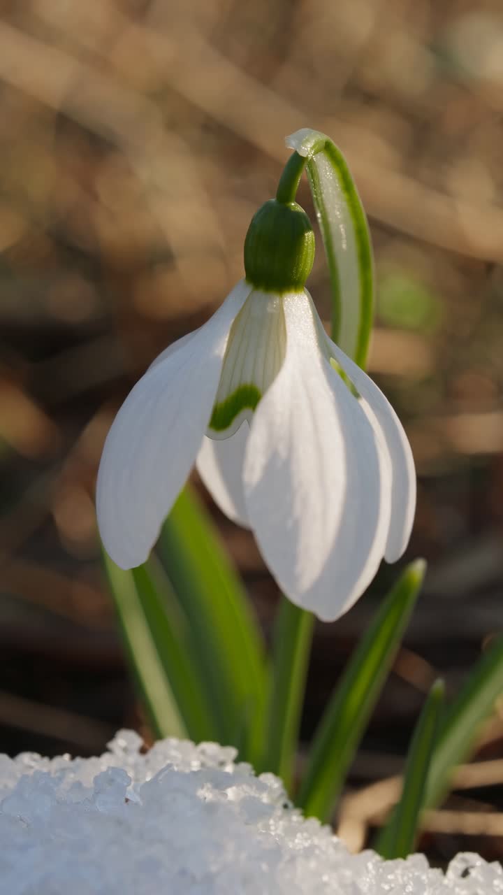 Angolo di ripresa ravvicinato di un bucaneve che spunta dalla neve, catturando i delicati petali