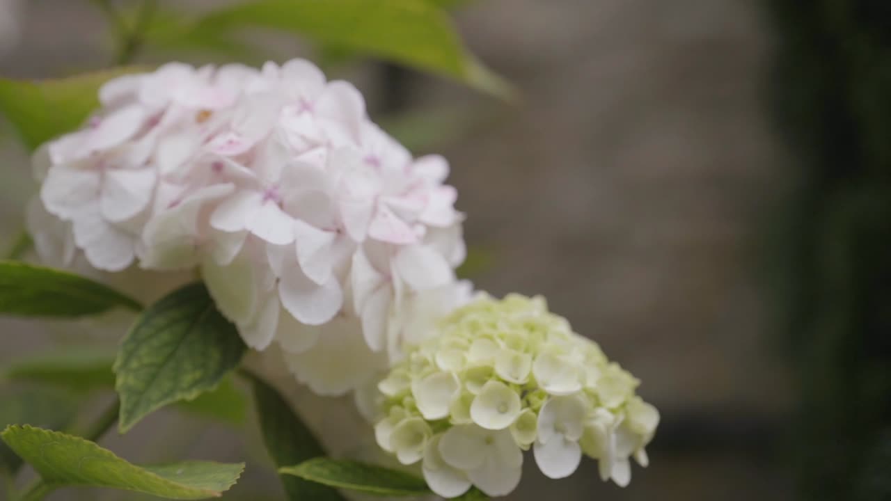 White hydrangea flower in slow motion with bees flying around it in the rain