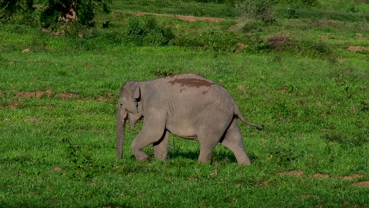 los elefantes asiáticos son especies en peligro de extinción y también son residentes de tailandia