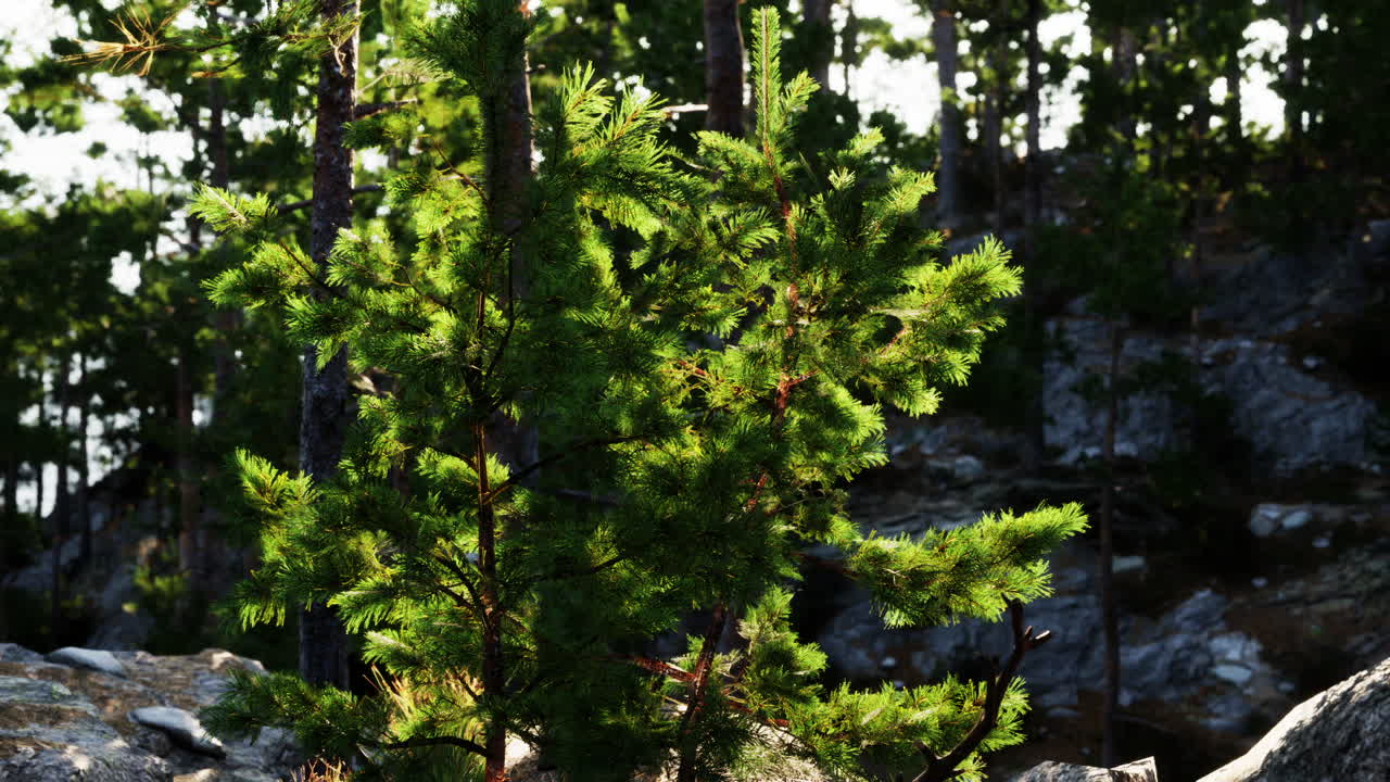 la luz del sol filtrándose a través de los árboles en un entorno forestal sereno durante el día