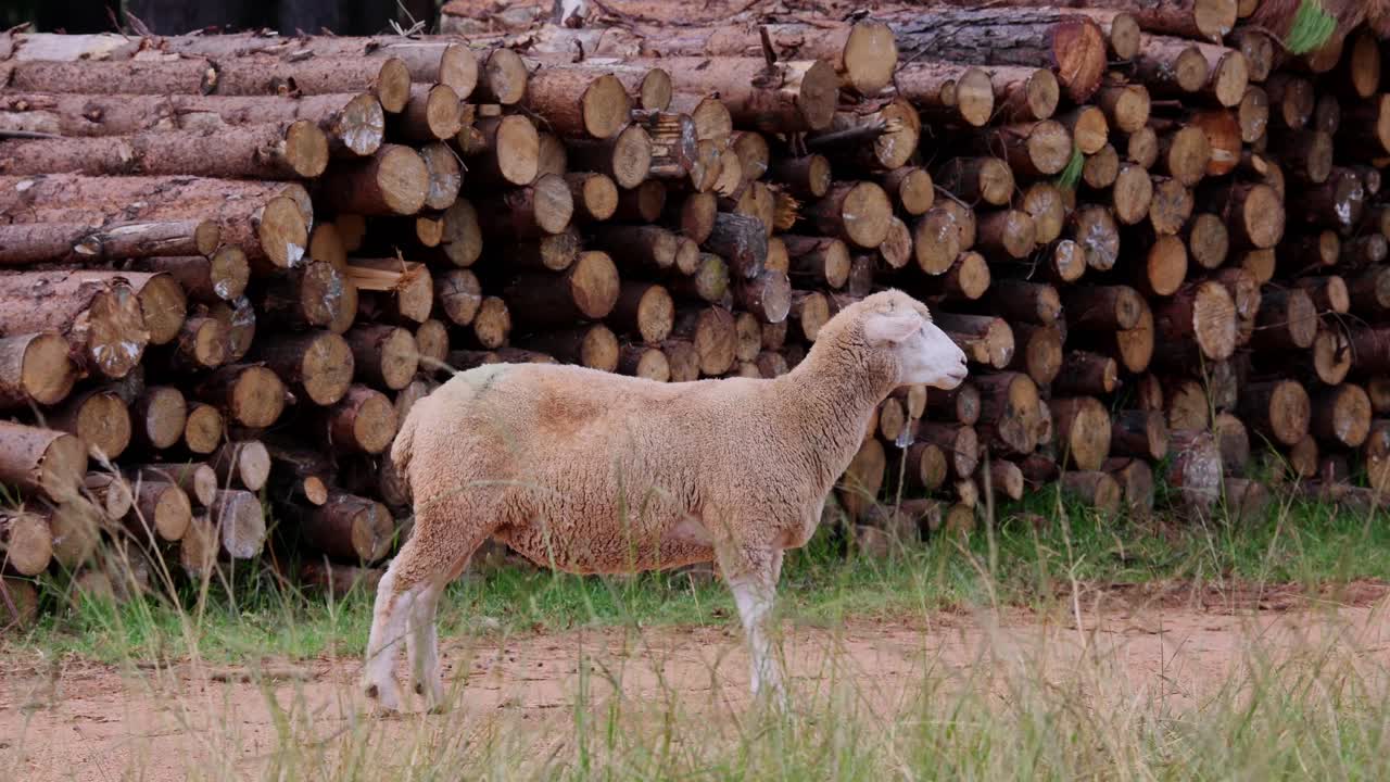 여름에 숲에서 잘라진 나무 줄기의 더미 에 서있는 도머 양. 중간 넓은.
