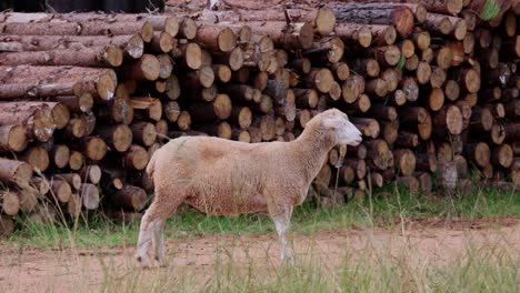 ovejas durmientes de pie al lado de una pila de troncos de madera cortada en el bosque, en verano. disparo de ancho medio.