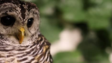 Owl rotates head against leafy background