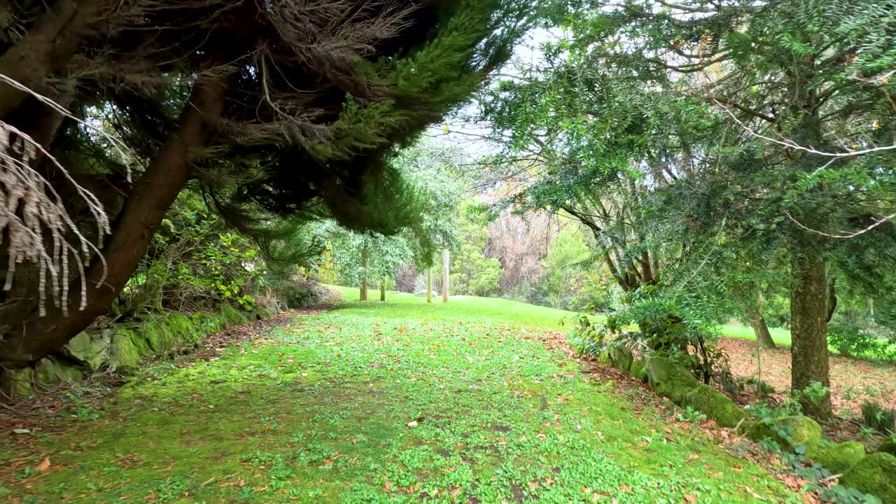un paseo tranquilo por un camino de bosque exuberante, que muestra una vegetación vibrante y belleza natural bajo la suave luz del día