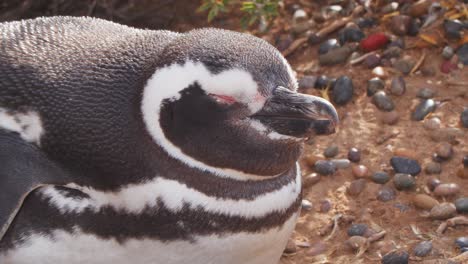 súper primer plano de un pingüino descansando en la arena , pan de pingüino magallánico durmiendo abriendo los ojos al mediodía