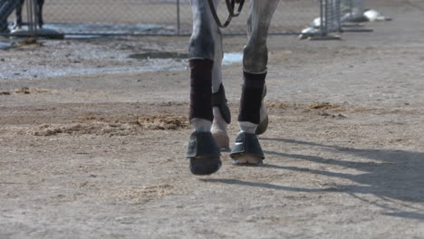 Slow-motion-footage-of-a-rider-on-a-white-horse-walking-to-the-gate-at-a-show-jumping-competition