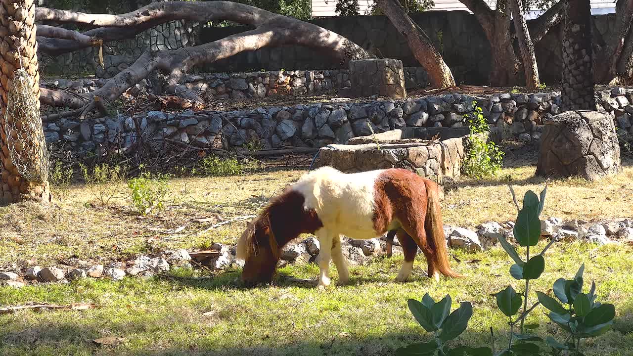 caballo pastando pacíficamente en un recinto del zoológico