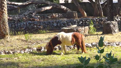 horse peacefully grazes in a zoo enclosure