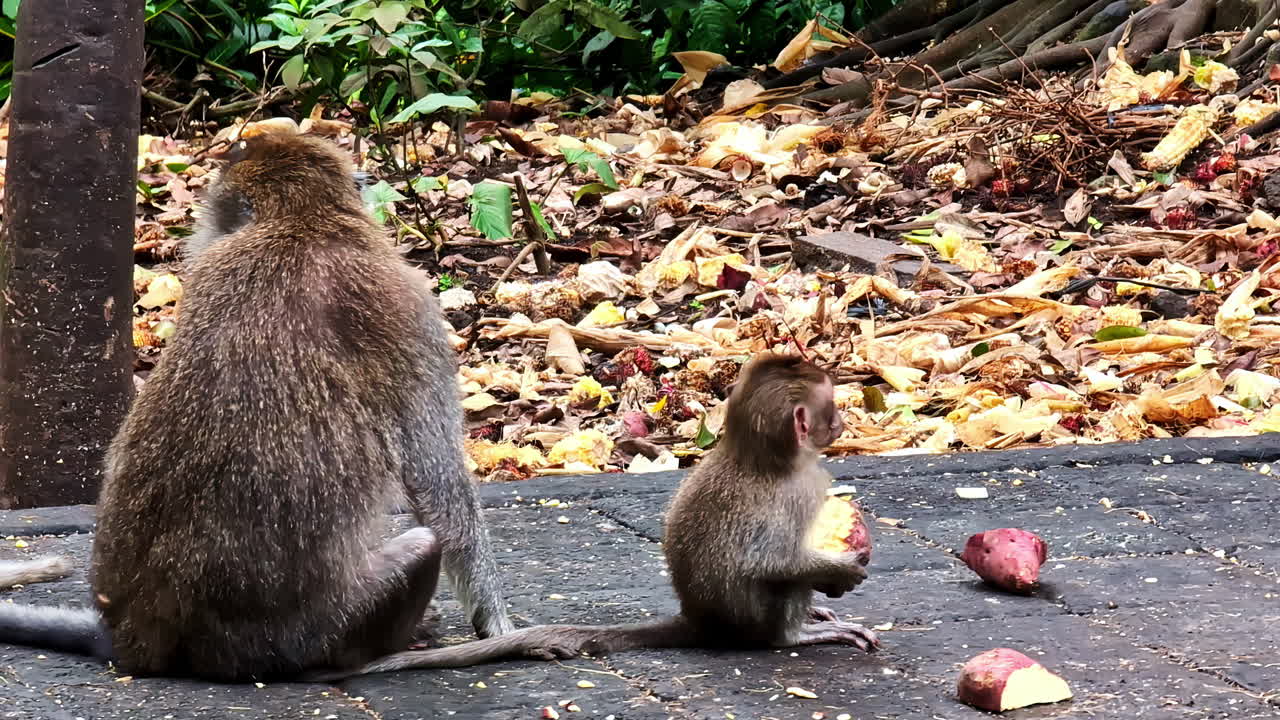 Monkey Forest Bali Ubud: Adult and Baby Monkey Eating Sweet Potatoes
