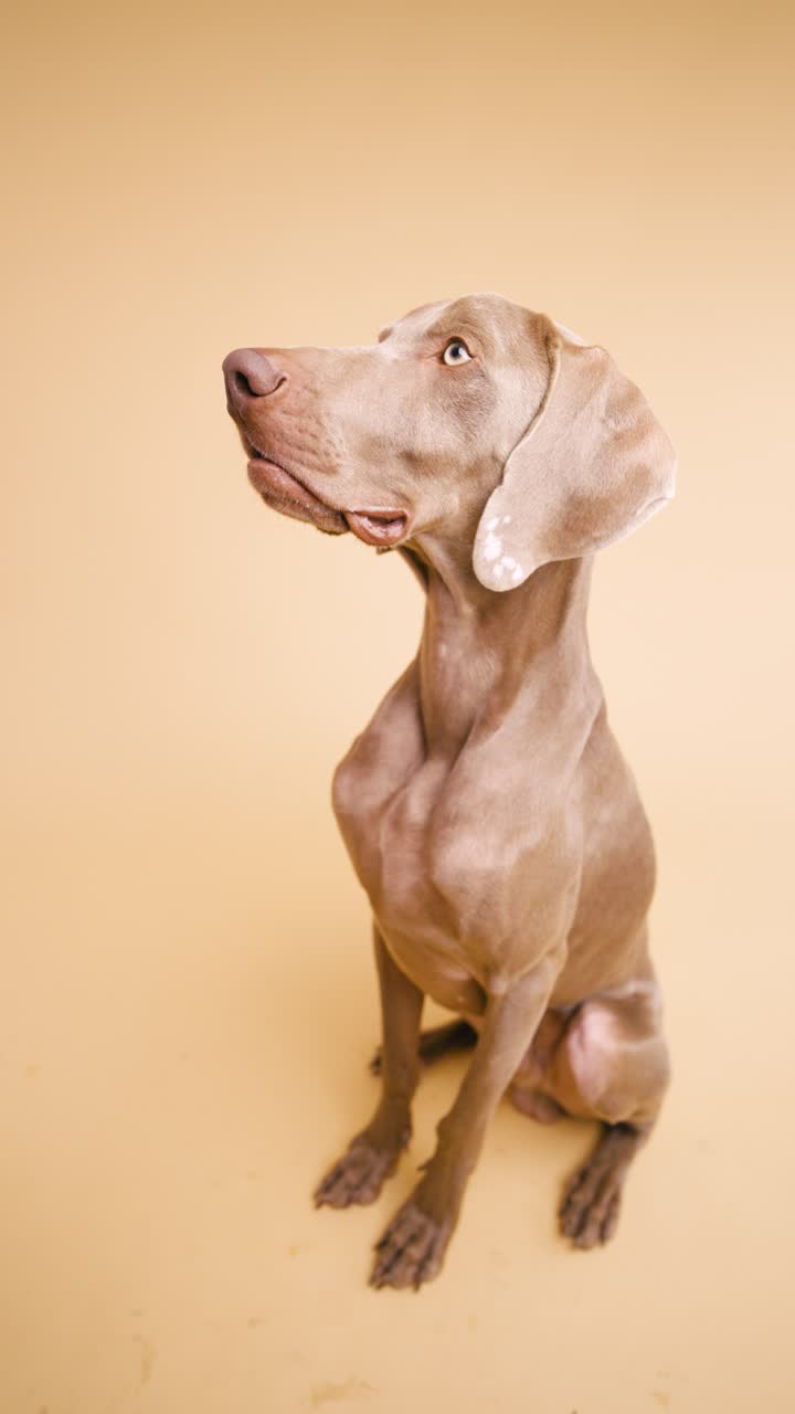 Portrait of a Weimaraner Dog