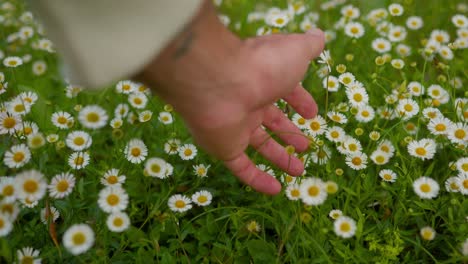 pov close-up of hand brushing common daisy flowers in garden at lake como, italy (lago di como, italia)