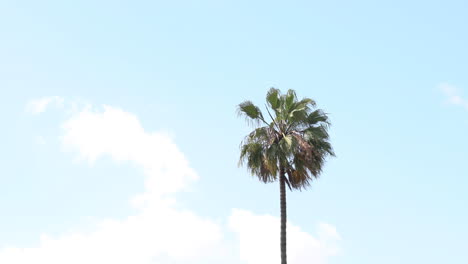 palm tree swaying in the wind with the bright blue sky and fluffy white clouds behind