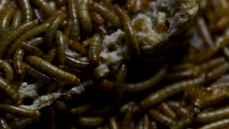 The-Mealworm-is-a-species-of-Darkling-Beetle-used-to-feed-pets-like-fish,-snakes,-birds,-and-frogs