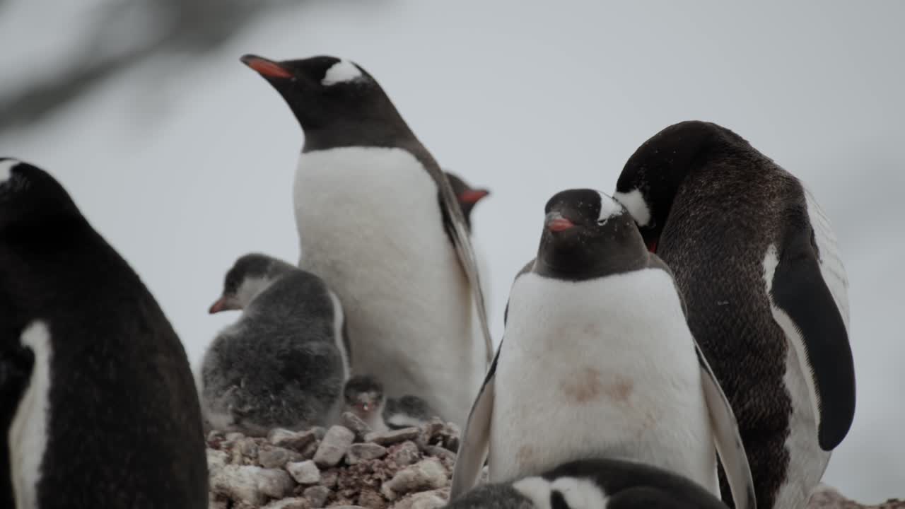 padre pingüino con el polluelo en el nido