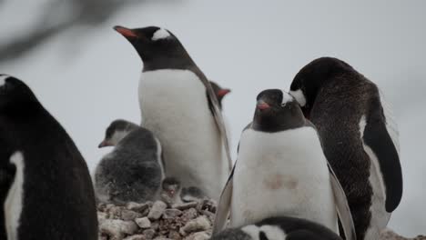 Pinguin-Elternteil-Mit-Küken-Im-Nest